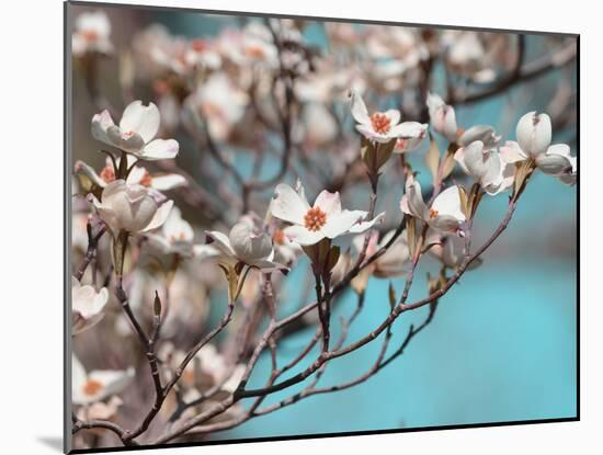 Dogwood Spring III-Sharon Chandler-Mounted Photographic Print