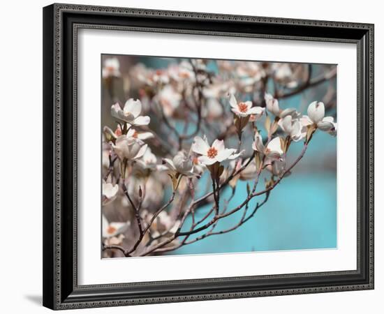 Dogwood Spring III-Sharon Chandler-Framed Photographic Print