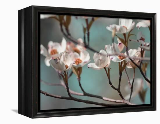 Dogwood Spring IV-Sharon Chandler-Framed Premier Image Canvas