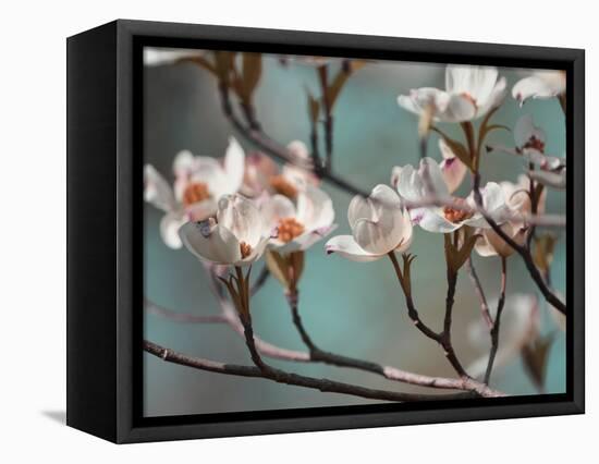 Dogwood Spring IV-Sharon Chandler-Framed Premier Image Canvas