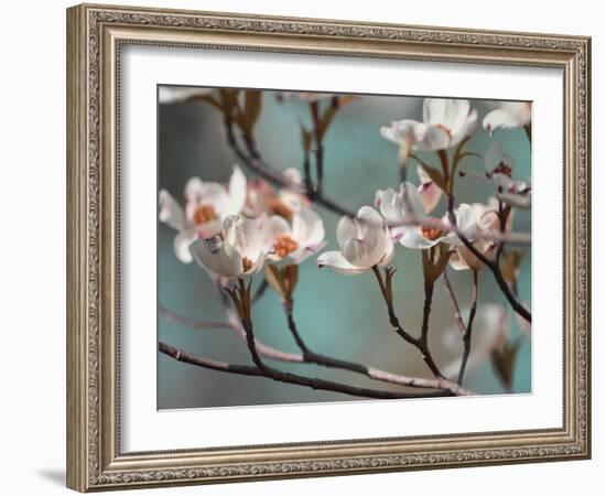 Dogwood Spring IV-Sharon Chandler-Framed Photographic Print