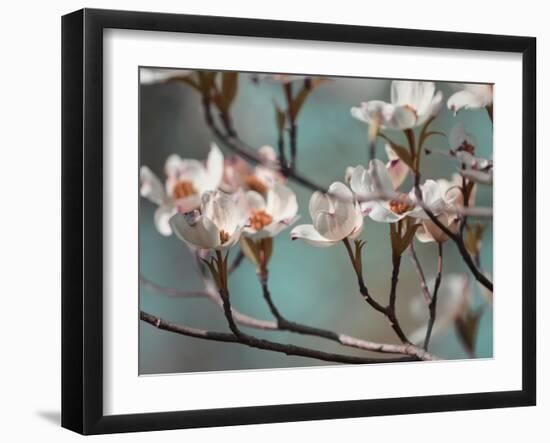 Dogwood Spring IV-Sharon Chandler-Framed Photographic Print