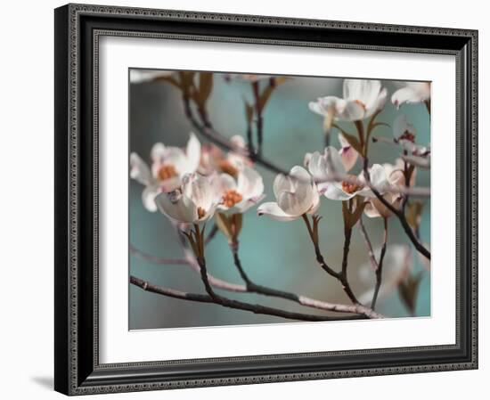 Dogwood Spring IV-Sharon Chandler-Framed Photographic Print