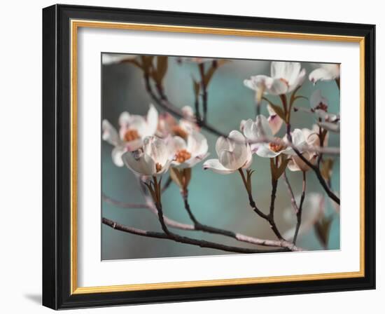 Dogwood Spring IV-Sharon Chandler-Framed Photographic Print