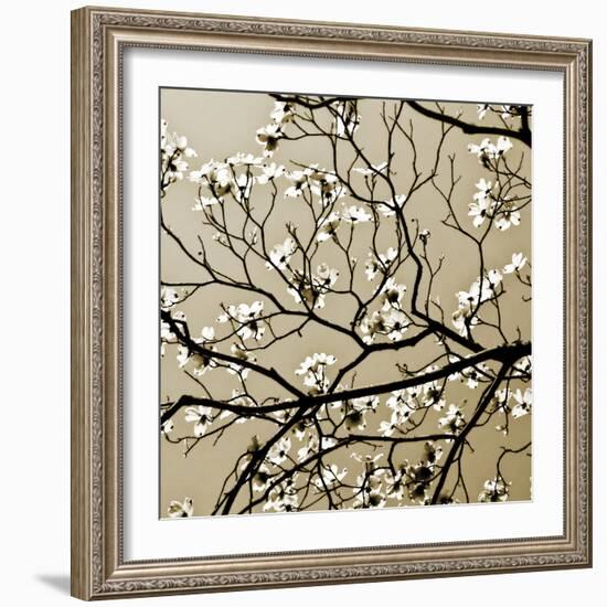 Dogwood Square I-Alan Hausenflock-Framed Photographic Print