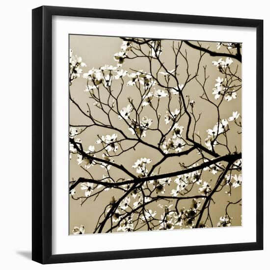 Dogwood Square I-Alan Hausenflock-Framed Photographic Print