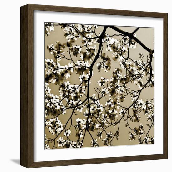 Dogwood Square II-Alan Hausenflock-Framed Photographic Print