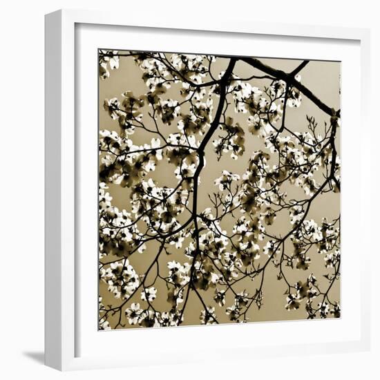 Dogwood Square II-Alan Hausenflock-Framed Photographic Print