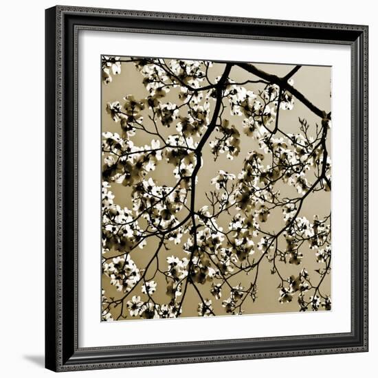 Dogwood Square II-Alan Hausenflock-Framed Photographic Print