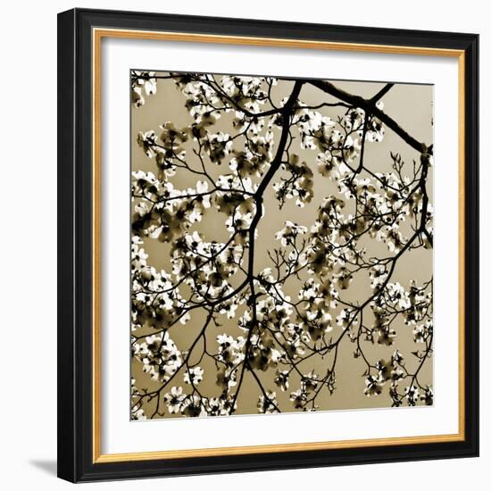 Dogwood Square II-Alan Hausenflock-Framed Photographic Print