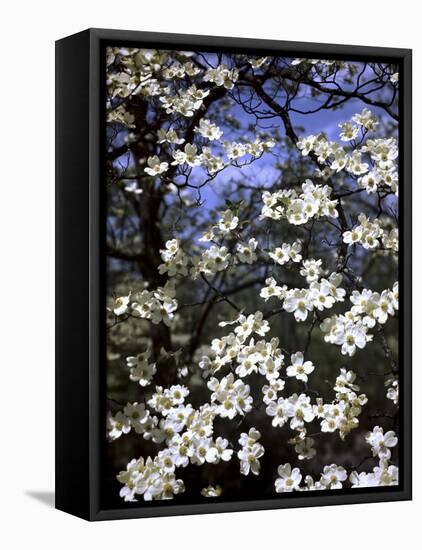 Dogwood Tree Covered in White Flowers in the Ozarks-Andreas Feininger-Framed Premier Image Canvas