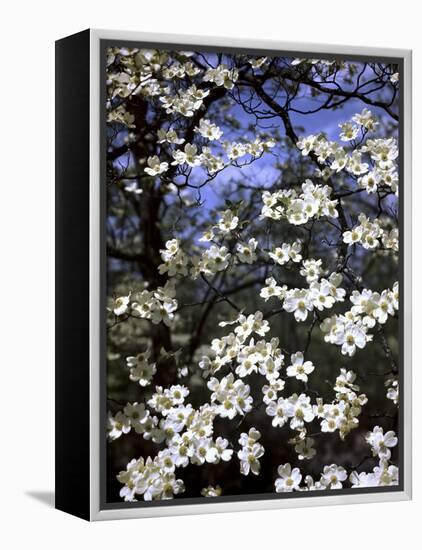 Dogwood Tree Covered in White Flowers in the Ozarks-Andreas Feininger-Framed Premier Image Canvas