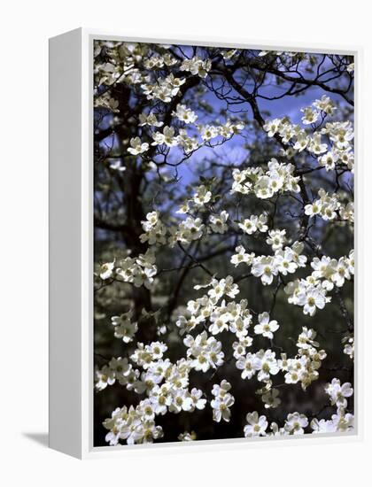 Dogwood Tree Covered in White Flowers in the Ozarks-Andreas Feininger-Framed Premier Image Canvas