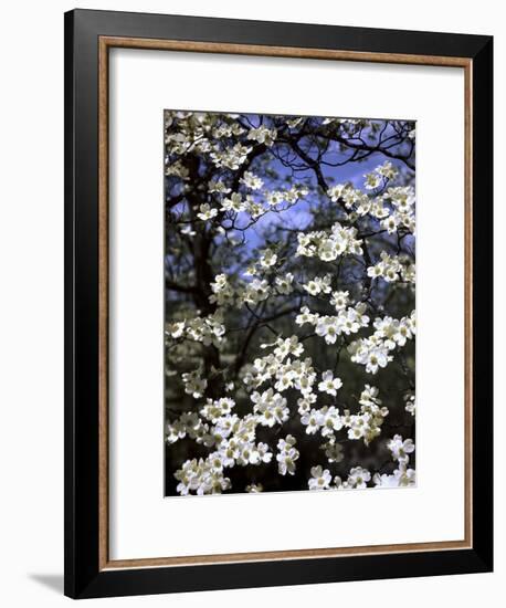 Dogwood Tree Covered in White Flowers in the Ozarks-Andreas Feininger-Framed Premium Photographic Print