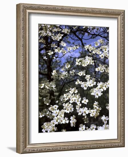 Dogwood Tree Covered in White Flowers in the Ozarks-Andreas Feininger-Framed Photographic Print