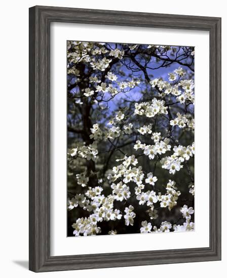 Dogwood Tree Covered in White Flowers in the Ozarks-Andreas Feininger-Framed Photographic Print