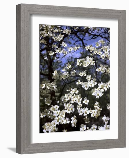 Dogwood Tree Covered in White Flowers in the Ozarks-Andreas Feininger-Framed Photographic Print