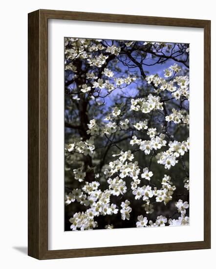 Dogwood Tree Covered in White Flowers in the Ozarks-Andreas Feininger-Framed Photographic Print