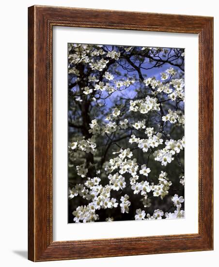 Dogwood Tree Covered in White Flowers in the Ozarks-Andreas Feininger-Framed Photographic Print