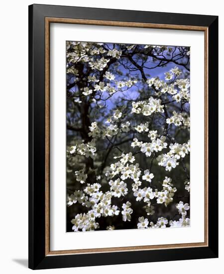 Dogwood Tree Covered in White Flowers in the Ozarks-Andreas Feininger-Framed Photographic Print