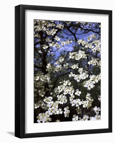 Dogwood Tree Covered in White Flowers in the Ozarks-Andreas Feininger-Framed Photographic Print