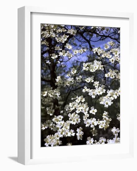 Dogwood Tree Covered in White Flowers in the Ozarks-Andreas Feininger-Framed Photographic Print