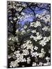 Dogwood Tree Covered in White Flowers in the Ozarks-Andreas Feininger-Mounted Photographic Print