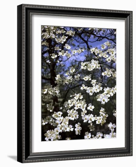 Dogwood Tree Covered in White Flowers in the Ozarks-Andreas Feininger-Framed Photographic Print