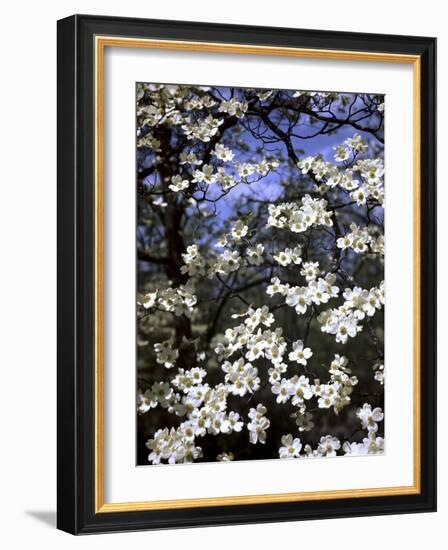 Dogwood Tree Covered in White Flowers in the Ozarks-Andreas Feininger-Framed Photographic Print