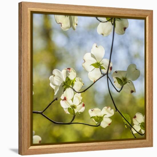 Dogwood Tree Flowers-Richard T. Nowitz-Framed Premier Image Canvas