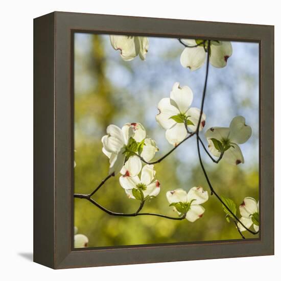 Dogwood Tree Flowers-Richard T. Nowitz-Framed Premier Image Canvas