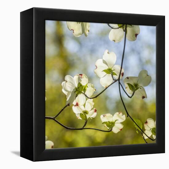 Dogwood Tree Flowers-Richard T. Nowitz-Framed Premier Image Canvas