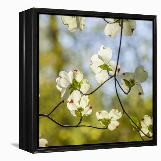 Dogwood Tree Flowers-Richard T. Nowitz-Framed Premier Image Canvas