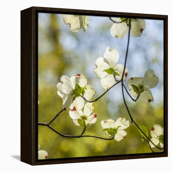 Dogwood Tree Flowers-Richard T. Nowitz-Framed Premier Image Canvas