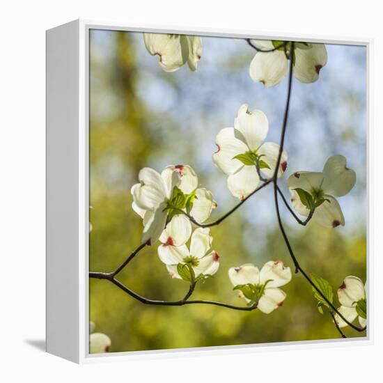 Dogwood Tree Flowers-Richard T. Nowitz-Framed Premier Image Canvas