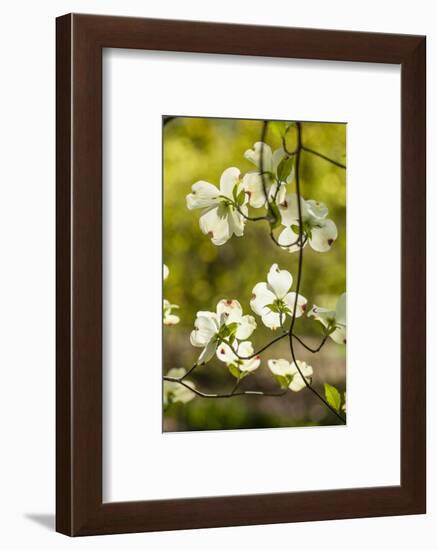 Dogwood Tree Flowers-Richard T. Nowitz-Framed Photographic Print
