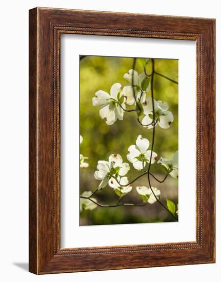 Dogwood Tree Flowers-Richard T. Nowitz-Framed Photographic Print