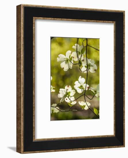 Dogwood Tree Flowers-Richard T. Nowitz-Framed Photographic Print