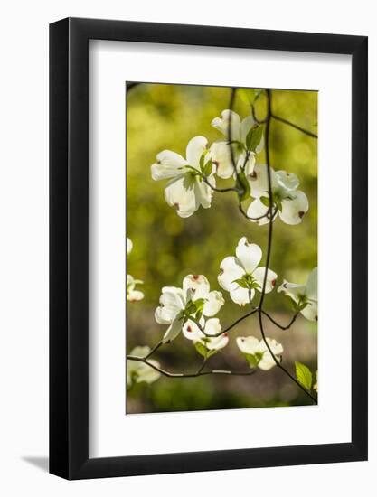 Dogwood Tree Flowers-Richard T. Nowitz-Framed Photographic Print