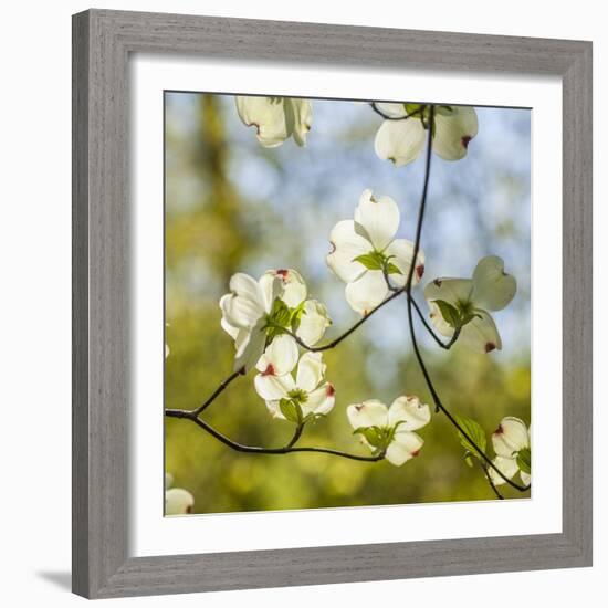 Dogwood Tree Flowers-Richard T. Nowitz-Framed Photographic Print