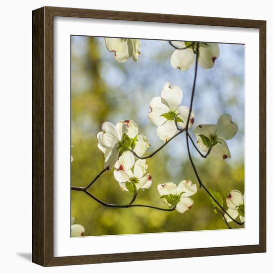 Dogwood Tree Flowers-Richard T. Nowitz-Framed Photographic Print