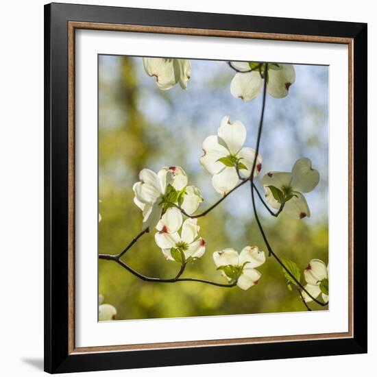 Dogwood Tree Flowers-Richard T. Nowitz-Framed Photographic Print