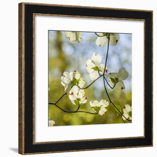 Dogwood Tree Flowers-Richard T. Nowitz-Framed Photographic Print