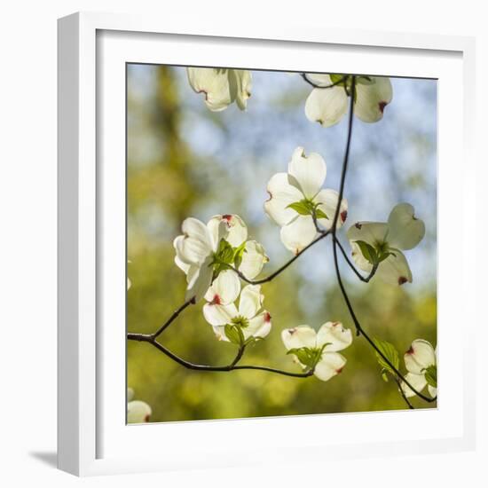 Dogwood Tree Flowers-Richard T. Nowitz-Framed Photographic Print