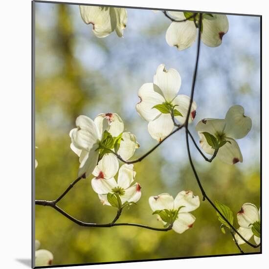 Dogwood Tree Flowers-Richard T. Nowitz-Mounted Photographic Print