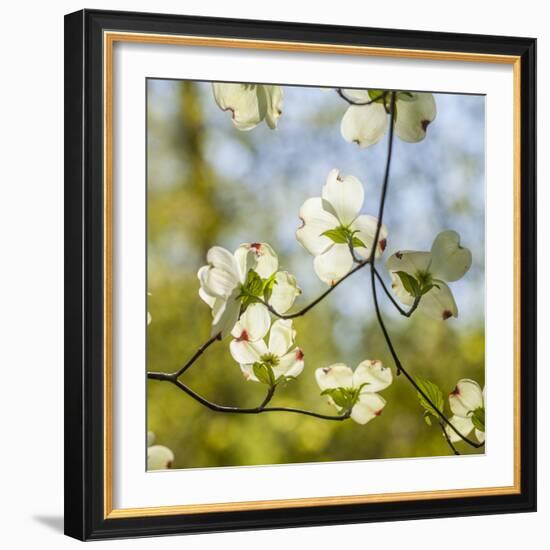 Dogwood Tree Flowers-Richard T. Nowitz-Framed Photographic Print