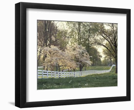 Dogwood Trees at Sunset Along Fence on Horse Farm, Lexington, Kentucky, USA-Adam Jones-Framed Photographic Print