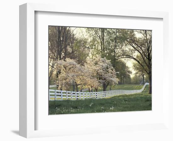 Dogwood Trees at Sunset Along Fence on Horse Farm, Lexington, Kentucky, USA-Adam Jones-Framed Photographic Print