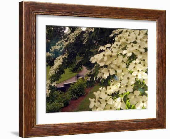 Dogwood Trees Bloom at the Vietnam Memorial in Washington Park, Portland, Oregon, USA-Janis Miglavs-Framed Photographic Print