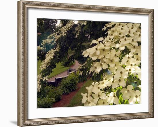 Dogwood Trees Bloom at the Vietnam Memorial in Washington Park, Portland, Oregon, USA-Janis Miglavs-Framed Photographic Print